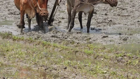 A traditional scene of a farmer using bullocks to plough a muddy field Stock Footage 314511282