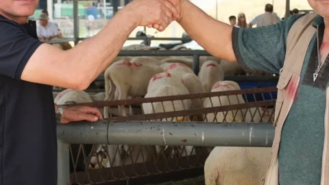 Traditional Sheep Trading at Eid al-Adha Market Stock Footage 310767502