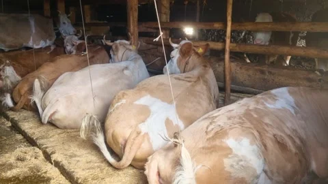 Traditional Simmental cows rest inside a rustic alpine barn in Lenk, Switzerland Stock Footage 340185392