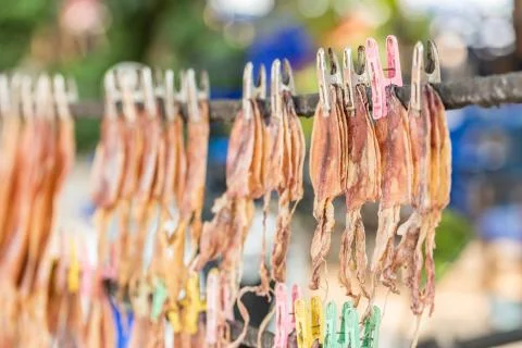 Traditional squids drying under the sun in a idyllic fishermen village, Thailand Stock Photos