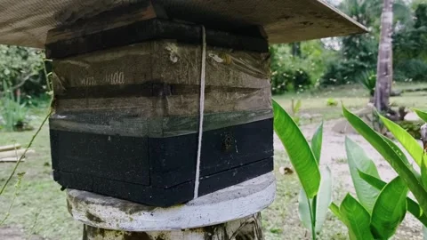 Traditional stingless bee hive in Chapada dos Veadeiros Goiás Brazil Stock Footage 340277488