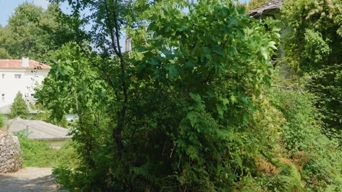 Traditional stone path surrounded by dense green vegetation and trees in the Stock Footage 346688561