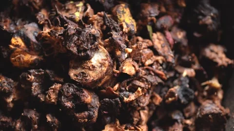 Traditional sun drying fermented cocoa beans at a tropical agricultural farm. Stock Footage 341102322