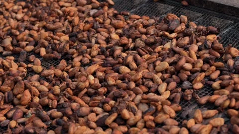 Traditional sun drying fermented cocoa beans at a tropical agricultural farm. Stock Footage 341103475