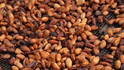 Traditional sun drying fermented cocoa beans at a tropical agricultural farm. Stock Footage 341103568