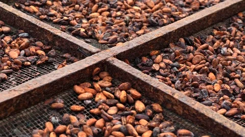 Traditional sun drying fermented cocoa beans at a tropical agricultural farm. Stock Footage 341103605