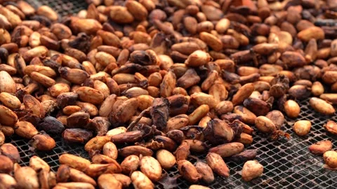 Traditional sun drying fermented cocoa beans at a tropical agricultural farm. Stock Footage 341103672