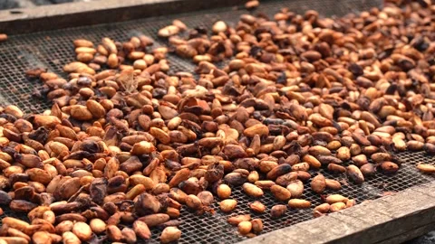 Traditional sun drying fermented cocoa beans at a tropical agricultural farm. Stock Footage 341103699