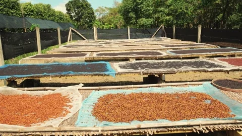Traditional sun drying process of organic peppercorns  Kampot  Cambodia 库存影片 325829246