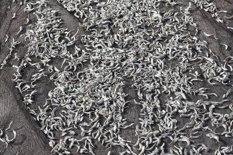 Traditional Sun Drying Process of Small Anchovies on Net 库存照片