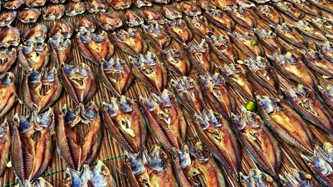 Traditional sun drying process of split fish on bamboo mats at Sogod Bay Stock Footage 333777778