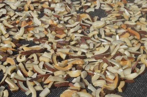 Traditional system of copra drying is by spreading the cups (Split open cocon Stock Photos