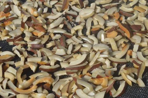 Traditional system of copra drying is by spreading the cups (Split open cocon Stock Photos