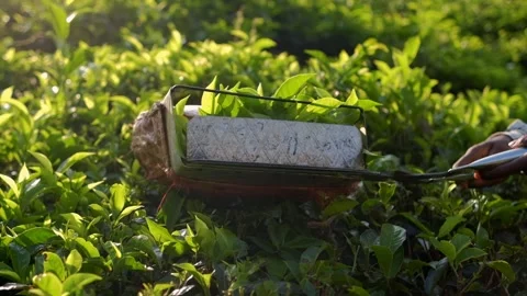Traditional tea leaf harvesting with shears in lush plantation Stock Footage 294689166