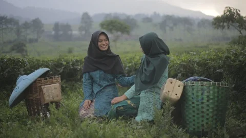 Traditional Tea Picker Stock Footage 123264554