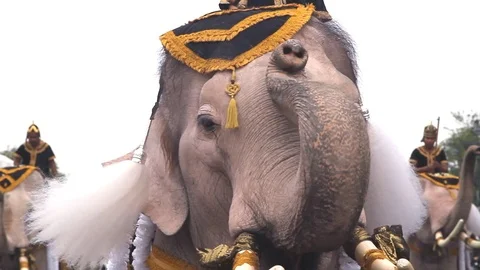Traditional Thai Elephant Performing Stock Footage 71213765