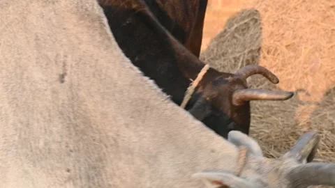 Traditional threshing of grain in India. Stock Footage 336372192