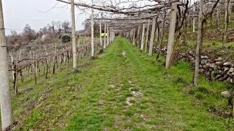 Traditional vineyard path with stone wall and pergola in Piedmont Italy Vidéo 330458074