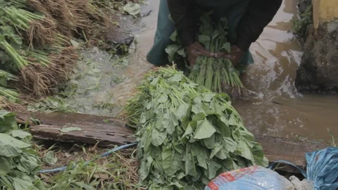 Traditional Washing Vegetable Stock Footage 122182822