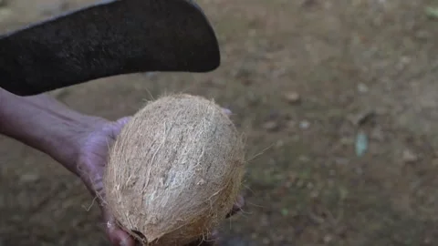 Traditional way of cracking a coconut with a knife Stock Footage 300929375