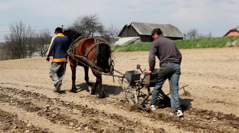Traditional Way of Sowing Corn on a Corn Field Hill, Old Style Hard Labor, Horse 動画素材 4124469
