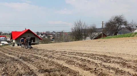 Traditional Way of Sowing Corn on a Corn Field Hill, Old Style Hard Labor, Horse Video stock 4136381