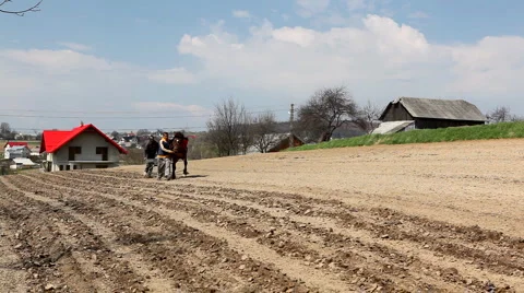Traditional Way of Sowing Corn on a Corn Field Hill, Old Style Hard Labor, Horse Stock Footage 4150952
