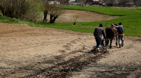 Traditional Way of Sowing Corn on a Corn Field Hill, Old Style Hard Labor, Horse Video stock 4169990