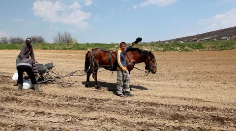 Traditional Way of Sowing Corn on a Corn Field Hill, Old Style Hard Labor, Horse Stock Footage 4179267