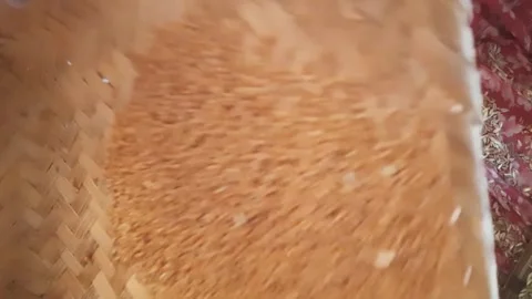 Traditional Wheat Cleaning Process by Hand Using Winnowing Basket in India 動画素材 331993905
