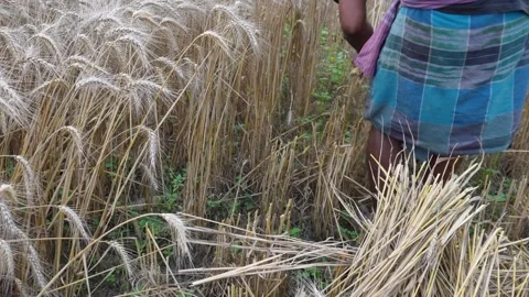 Traditional Wheat Harvest Stock Footage 333957312