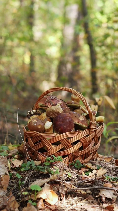 Traditional wicker basket, completely filled with freshly picked forest mush Video stock 347316072