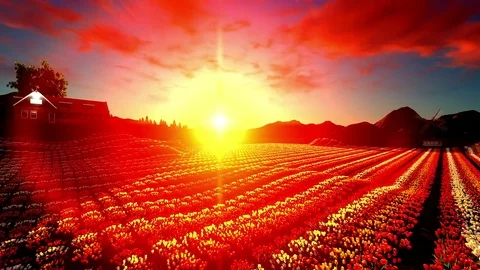 Traditional Windmill With Blossoming Tulip Fields At Sunset Stock Footage 77303879