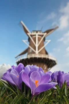 Traditional windmill with spring crocus in front Stock-Fotos