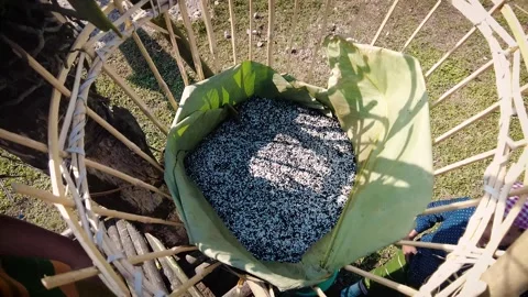 Traditional Wine-Making in Conical Tubes of Arunachal's Cleanest Village Silluk. Stock Footage 257210839