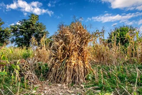 Traditionally Corn Harvest dry lying in farms Stock Photos