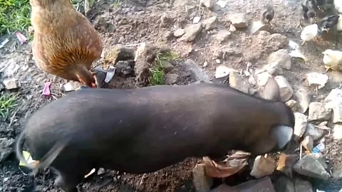 Traditionally raising pigs Stock Footage 243541283