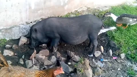 Traditionally raising pigs Stock Footage 243541293