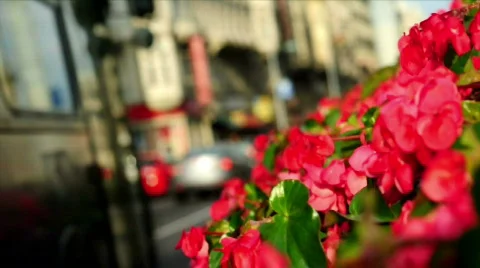 Traffic &amp; Flowers Stockbeeldmateriaal 524028