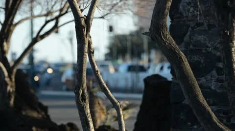 Traffic  Stock Footage 10804652