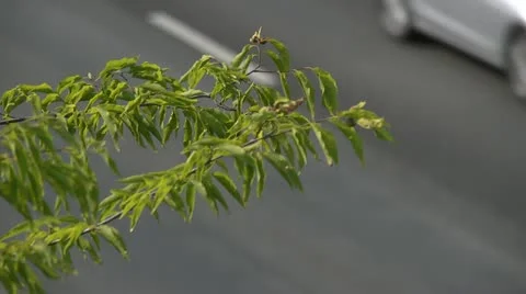 Traffic Video stock 11802880