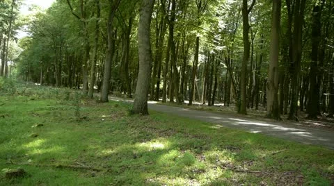 Traffic in forest 스톡 동영상 18194358