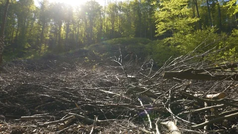 Traffic guard rail in the forest. Stock Footage 129197212