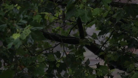 Traffic at heavy rain Stock Footage 77599488