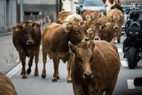 Traffic Jam in Switzerland with Cows Stock Photos