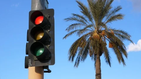 Traffic light and palmtree Stock Footage 101825103