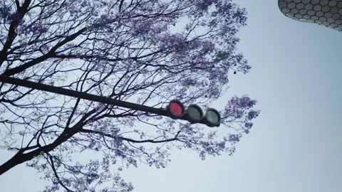 Traffic light changing from red to green under jacaranda tree Stock-Footage 306463141