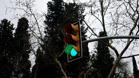 Traffic light in the forest. Stock Footage 123775590