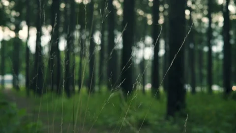 Traffic Lights Through Tall Grass in Park Stock Footage 201448540