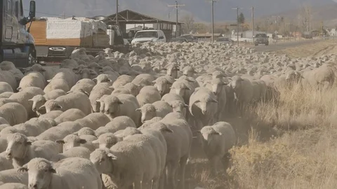 Traffic moves slowly through sheep herd in the road-HD Stock Footage 81801053